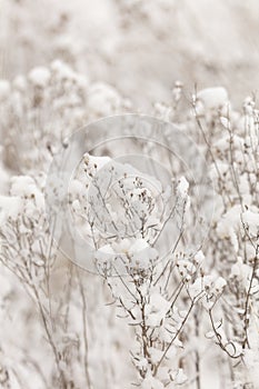 Winter nature print with close up of light beige dried grass with snow in the background. Reeds in beige with selective focus and