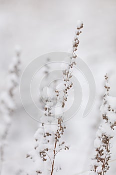 Winter nature print with close up of light beige dried grass with snow in the background. Reeds in beige with selective focus and