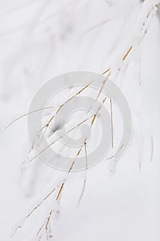 Winter nature print with close up of light beige dried grass with snow in the background. Reeds in beige with selective focus and