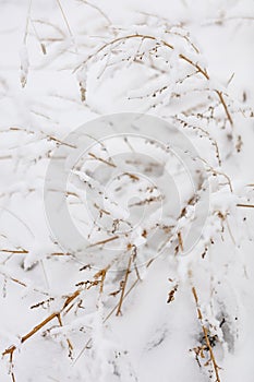 Winter nature print with close up of light beige dried grass with snow in the background. Reeds in beige with selective focus and