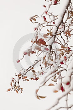 Winter nature print close up with red rose hips with snow. Shrub with selective focus and blurred background.