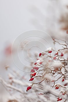 Winter nature print close up with red rose hips with snow. Shrub with selective focus and blurred background.