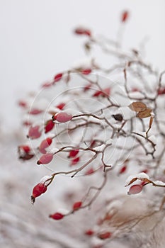 Winter nature print close up with red rose hips with snow. Shrub with selective focus and blurred background.