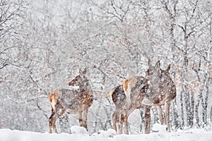 Winter nature. Red deer, Cervus elaphus, big animal in the wildlife forest habitat. Deer doe in the snow oak trees mountain,