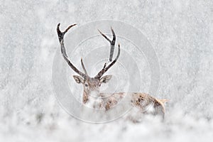 Winter nature. Red deer, Cervus elaphus, big animal in the wildlife forest habitat. Deer in the oak trees mountain, Bavaria Forest