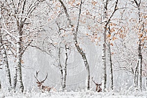 Winter nature. Red deer, Cervus elaphus, big animal in the wildlife forest habitat. Deer in the oak trees mountain, Studen