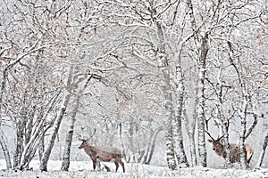 Winter nature. Red deer, Cervus elaphus, big animal in the wildlife forest habitat. Deer in the oak trees mountain, Studen