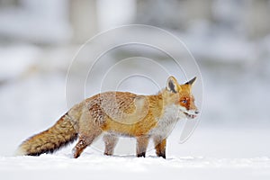 Winter nature. Red fox in white snow. Cold winter with orange fur fox. Hunting animal in the snowy meadow, Japan. Beautiful orange