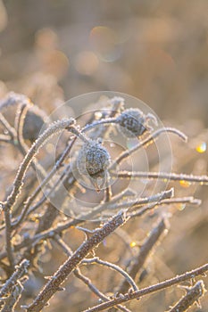 Winter Nature Scene With Frost on Rosehips and Bokeh Sunlight