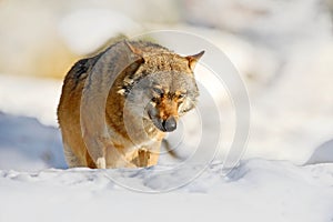 Winter nature scene with wolf. Gray wolf, Canis lupus, lying in the white during winter. Wildlife in Europe. Sunny day with snow.