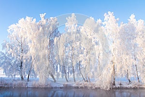 Winter nature. Scenic snowy trees on river shore in winter. Frosty morning nature landscape with clear blue sky