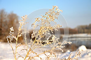 Winter nature Siberia