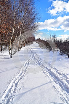Winter nature Snow tracks