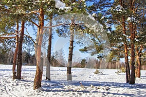 Winter nature on sunny clear day. Snowy pine trees in forest. Blue sky on winter day. Frosty beautiful nature