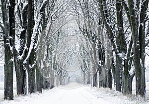 Winter nature view with snowy winter forest - winter landscape. Snow on tree.