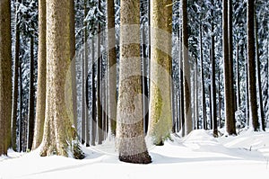 Winter nature view with snowy winter forest - winter landscape. Snow on tree.