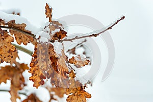 Yellow dead dry leaves of old Oak tree Plantae Quercus covered with snow in the winter season background image selective focus