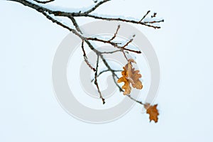 Yellow dead dry leaves of old Oak tree Plantae Quercus covered with snow in the winter season background image selective focus