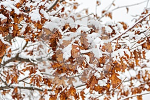 Yellow dead dry leaves of old Oak tree Plantae Quercus covered with snow in the winter season background image selective focus