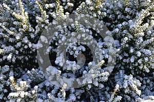 Winter in New England: Closeup of Shrubs Crusted with Christmas Day Snow