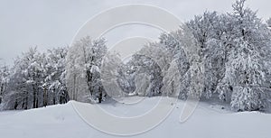 Nieve photo