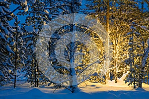 Winter night in forest and Christmas tree glowing lights