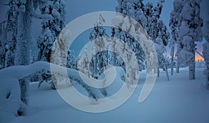 Winter Night in frozen forest after snow blizzard