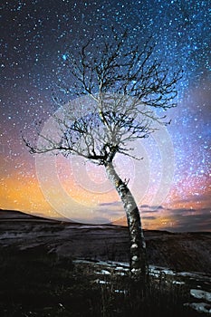 Winter night landscape lonely tree standing in a mountain lowland against the backdrop of the northern milky way and