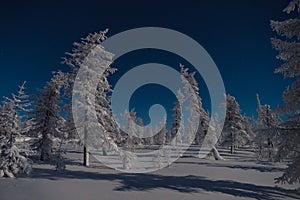 Winter night landscape with trees, road and snow.