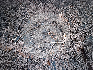 Winter night scene with an abstract view to the snow covered trees branches after a snowstorm. Natural snowy texture background