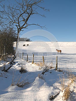 Winter - North Yorkshire - England