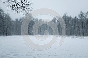 Winter northern forest. Ground is covered with snow