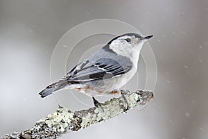 Winter Nuthatch