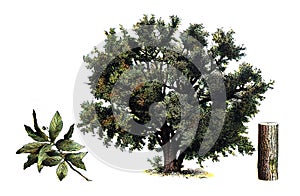 Winter Oak or Quercus petraea winter / Antique engraved illustration from from La Rousse XX Sciele