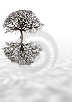 Winter Oak Tree photo