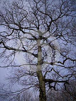 Winter oak tree