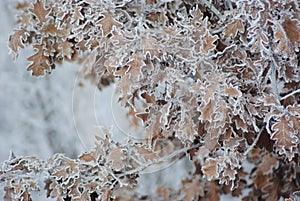 Winter oak tree with frost leaves