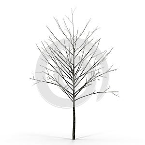 Winter Oak Tree Isolated on White 3D Illustration