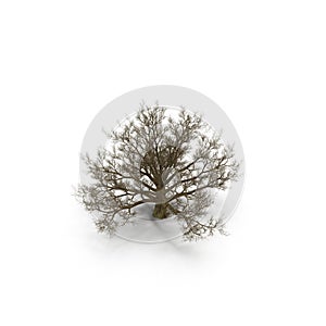 Winter Oak Tree Isolated on White 3D Illustration