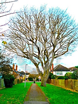Winter Oak tree on a peaceful path way