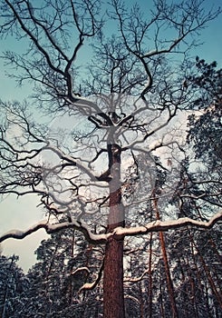 Winter oak tree in snow at evening