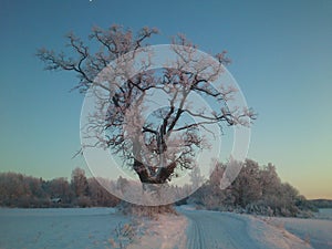 Winter oak. photo