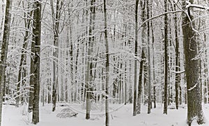 Winter Oaks in Poland Bialowieza