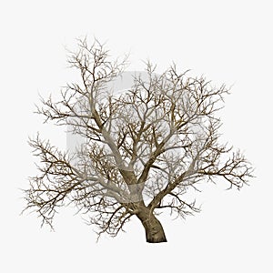 Winter old maple tree isolated on white. 3D illustration