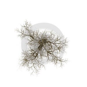 Winter old maple tree isolated on white. 3D illustration