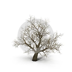 Winter old maple tree isolated on white. 3D illustration