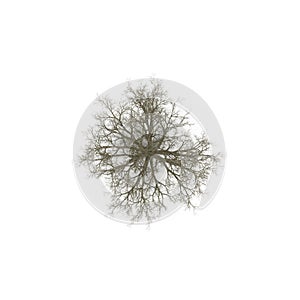 Winter old maple tree isolated on white. 3D illustration