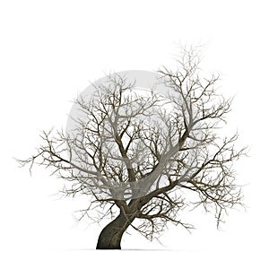 Winter old maple tree isolated on white. 3D illustration