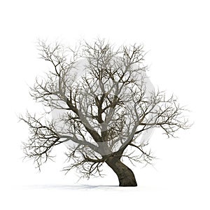 Winter old maple tree isolated on white. 3D illustration