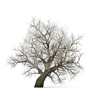 Winter old maple tree isolated on white. 3D illustration